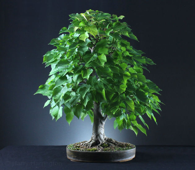 Lime bonsai